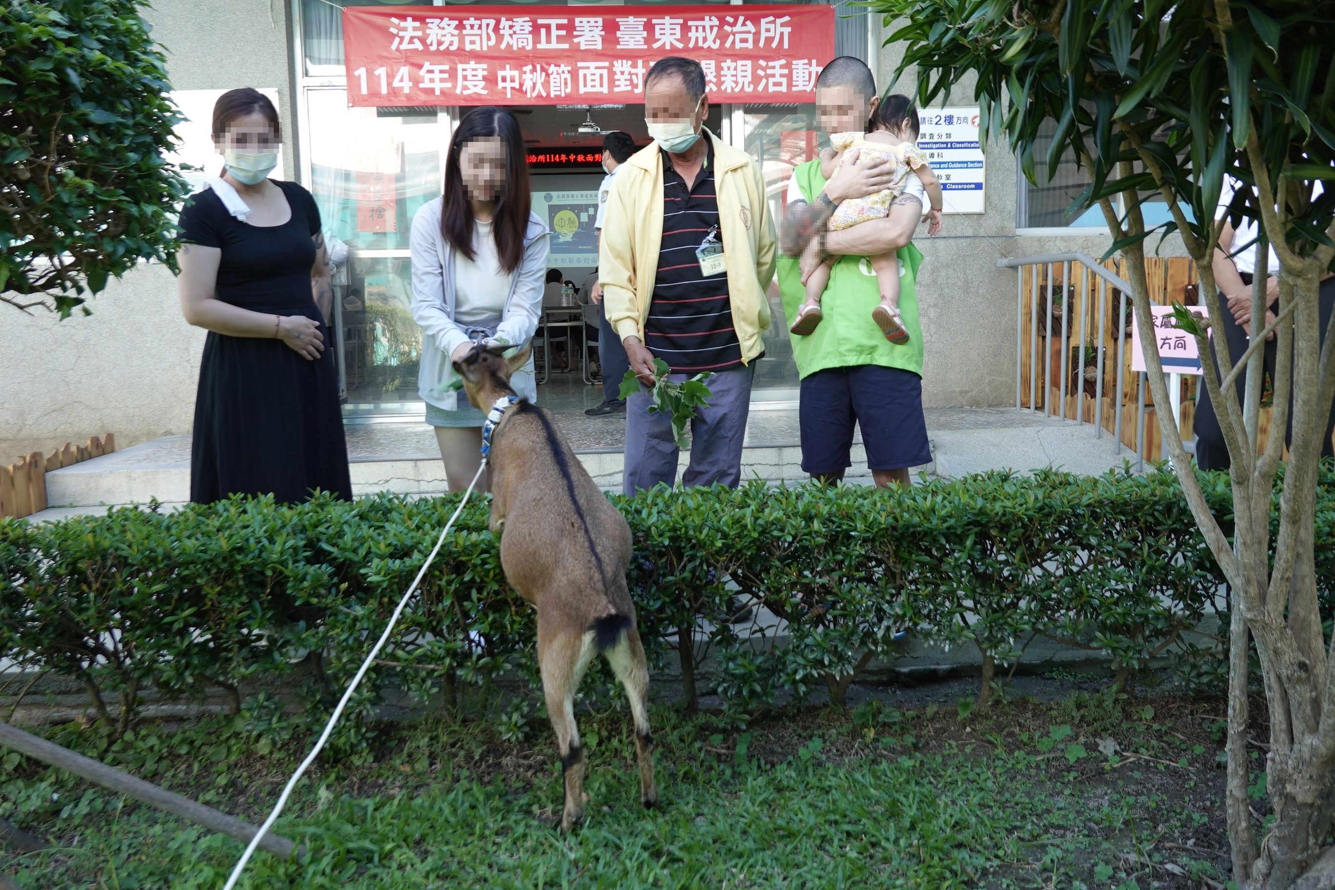 「家山羊」療癒生命扮懇親大使